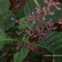 Gymnostachyum paniculatum T.Anderson